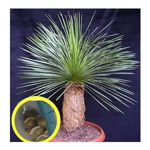 種子20粒 ダシリリオン・ウィーレリ(Dasylirion wheeleri） : 多肉植物