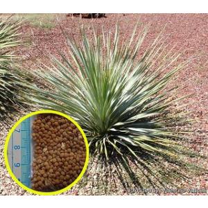 種子15粒 ユッカ ロストラータ 'グレイ グリーン'(Yucca Rostrata
