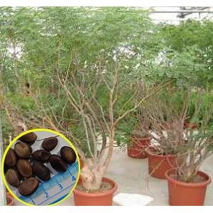 種子20粒 亀甲竜(Dioscorea elephantipes)(アフリカ亀甲竜)の種子