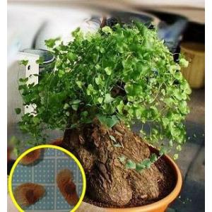 種子10粒 ディオスコレア・ヘミクリプタ 銀葉亀甲竜(Dioscorea Hemicrypta)｜多肉植物ワールド