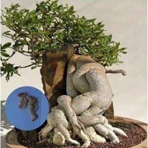 フォッケア エデュリス(火星人)の種子(Fockea Edulis)