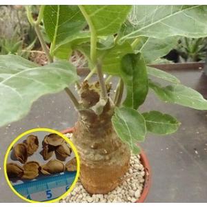 コーデックス：フォッケア クリスパ*塊根幅3cm 現品！一品限り : 遊恵