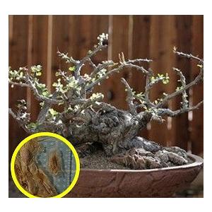 種子100粒 亀甲竜(Dioscorea elephantipes)(アフリカ亀甲竜)の