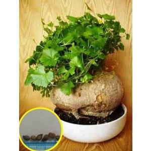 tsu様【種子】20粒 パキポディウム アンボンゲンセ+ グラキリス50粒 tsu様【種子】20粒 パキポディウム アンボンゲンセ+ グラキリス