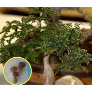 種子6粒 オペルクリカリア・ボレアリス(Operculicarya　Borealis)