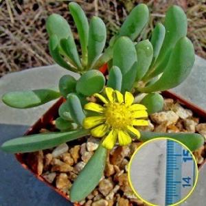 種子30粒 アダンソニア・ディギタータ(バオバブの木)（Adansonia