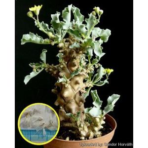 種子】ユーフォルビア・ベネニフィカ 5s Euphorbia venefica