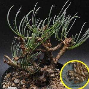 種子20粒 亀甲竜(Dioscorea elephantipes)(アフリカ亀甲竜)の