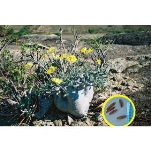 種子50粒　パキポディウム・カクチペス(Pachypodium cactipes)