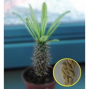 種子5粒 ビスマルキア ノビリス 'シルバー'(Bismarckia nobilis