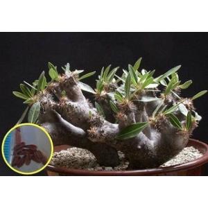 い*う様 種子50粒 パキポディウム・アンボンゲン 種子50粒パキポディウムアンボンゲンPachypodium ambongense 種