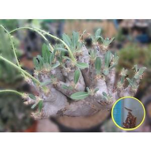 種子5粒　パキポディウム・エブレネウム（Pachypodium Eburneum）