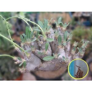 種子13粒　パキポディウム   エブレネウム（Pachypodium Eburneum）