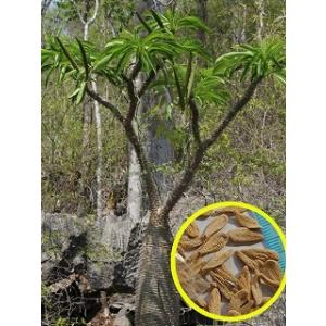 種子 500粒 亀甲竜 Dioscorea elephantipes の種子 種子100粒 亀甲竜(Dioscorea elephantipes)(アフリカ亀甲竜