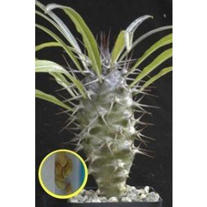 種子5粒 パキポディウム・アンボンゲンセ（Pachypodium