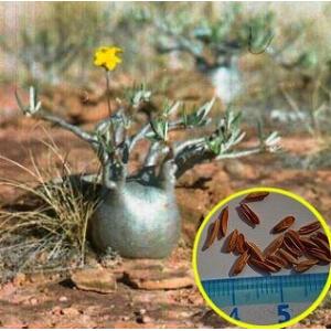 フレッシュ種子！　パキポディウム・グラキリス 象牙宮（Pachypodium