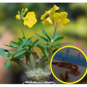 種子7粒　パキポディウム　マカイエンセ(Pachypodium rosulatum var. makayense)