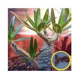 グラキリス　中　良型　現地球　サキュレンタム種子10粒プレゼント 良型現地球グラキリス発根済中株サイズパキポディウム