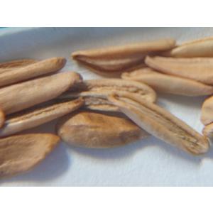 種子10粒 パキポディウム グラキリス 象牙宮...の詳細画像4
