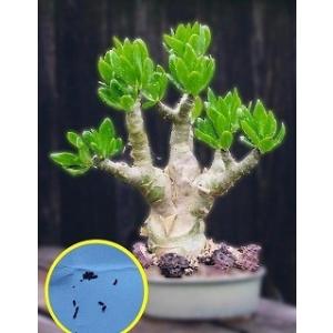 種子50粒　チレコドン パニクラツス 阿房宮(Tylecodon Paniculatus)