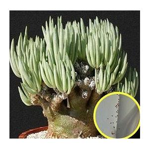 種子15粒 チレコドン・ペアルソニー（Tylecodon pearsonii） : 多肉