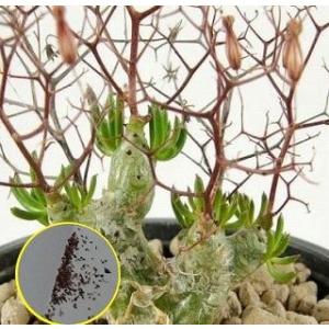 種子5粒 パキポディウム・アンボンゲンセ（Pachypodium