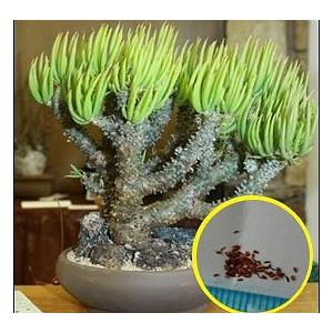 種子20粒 チレコドン・ワリチー（奇峰錦 きほうにしき）(Tylecodon