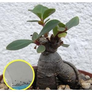 種子50粒 亀甲竜(Dioscorea elephantipes)(アフリカ亀甲竜)の