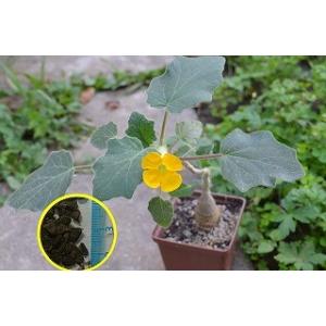 種子20粒 プヤ・ベルテロニアナ(Puya berteroniana) : 多肉植物