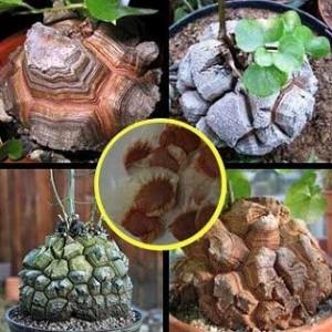 種子7粒 メキシコ亀甲竜(Dioscorea mexicana） : 多肉植物