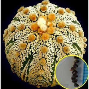 種子5粒 パキポディウム・アンボンゲンセ（Pachypodium