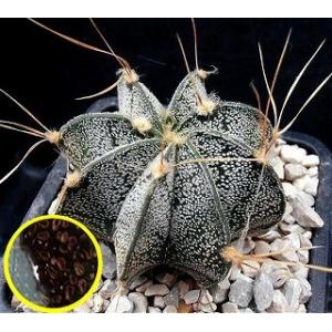 1000粒 亀甲竜種子 Dioscorea elephantipes 種子100粒 亀甲竜(Dioscorea elephantipes)(アフリカ亀甲竜)の