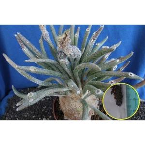 アストロフィツム カプト メデューサ(caput-medusae)の種子