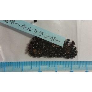 多肉植物ワールド サボテン アストロフィツム サボテン Yahoo ショッピング
