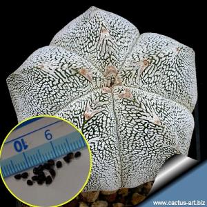 種子15粒　アストロフィツム 恩塚ランポー玉(恩塚鸞鳳玉)(ASTROPHYTUM myriosti...