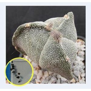 アストロフィツム　カプトメデューサ　VM928 種子100粒 アストロフィツム カプトメデューサ | mana's farm:塊根植物