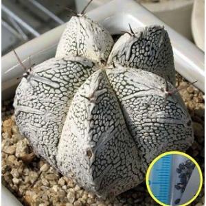 アストロフィツム 恩塚ランポーVタイプ(Astr...の商品画像