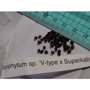 アストロフィツム　ハイブリッド種子(アステリアス　V-type