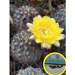 種子20粒 アズテキウム・リッテリ花籠（はなかご）(Aztekium ritteri