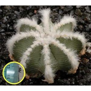 アズテキウム・ヒントニー（Aztekium　hintonii）の種子