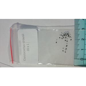 種子10粒 クレイストカクタス 吹雪柱(Cle...の詳細画像1