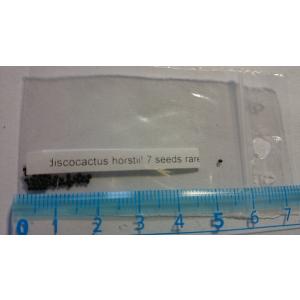 種子7粒 ディスコカクタス ホルスティ(Dis...の詳細画像1