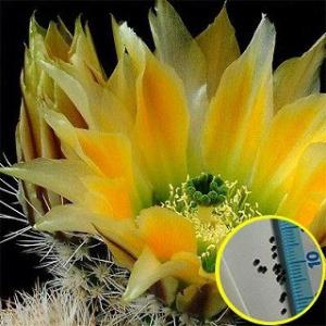 エキノケレウス・ダシアカンツス(ECHINOCEREUS DASYACANTHUS)の種子