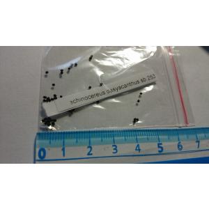 エキノケレウス・ダシアカンツスsb253(Ec...の詳細画像1