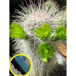 エキノケレウス　カヌス(Echinocereus viridiflorus v. canus)の種子