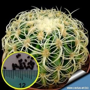 エキノカクタス・クルビスピナス(狂刺金鯱)(Echinocactus　grusonii　f. curvispinus)の種子｜succulent