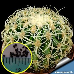 エキノカクタス・クルビスピナス(狂刺金鯱)(Echinocactus　grusonii　f. cur...