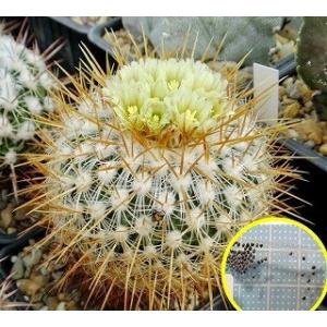 コピアポア・デュラ(銅羅丸)(COPIAPOA DURA)の種子 : 多肉植物ワールド