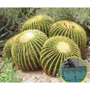 エキノカクタス　狂刺金鯱　キンシャチ エキノカクタス白刺金鯱の基本情報・育て方｜多肉植物・サボテン