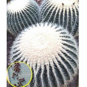 種子100粒 亀甲竜(Dioscorea elephantipes)(アフリカ亀甲竜)の